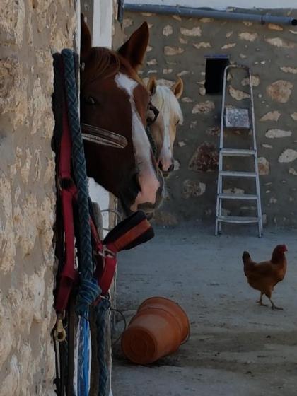 Ranch de Sidi kaouki - image 24