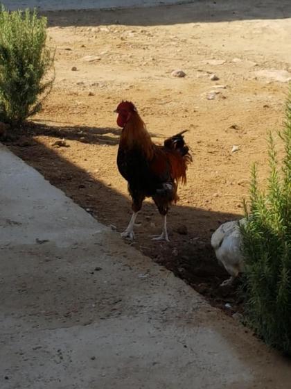 Ranch de Sidi kaouki - image 25